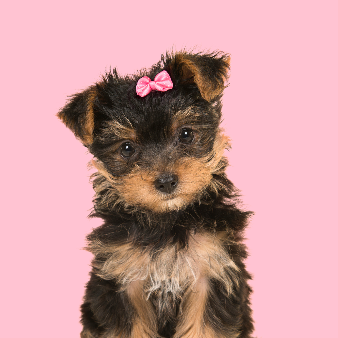 30-delightful-girl-dog-names-you-ll-absolutely-adore-hide-scent