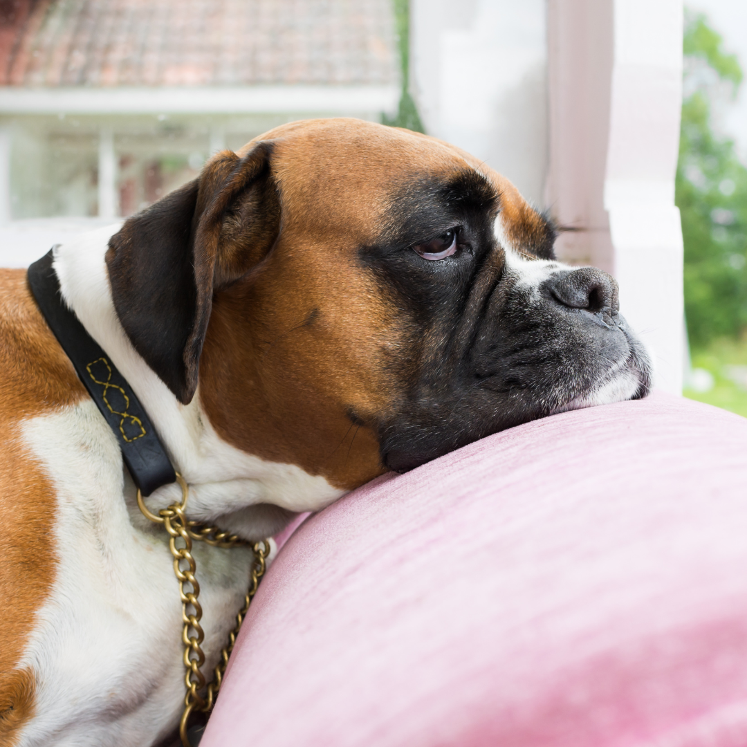 Is your dog bored? 8 ways to provide mental enrichment for your dog