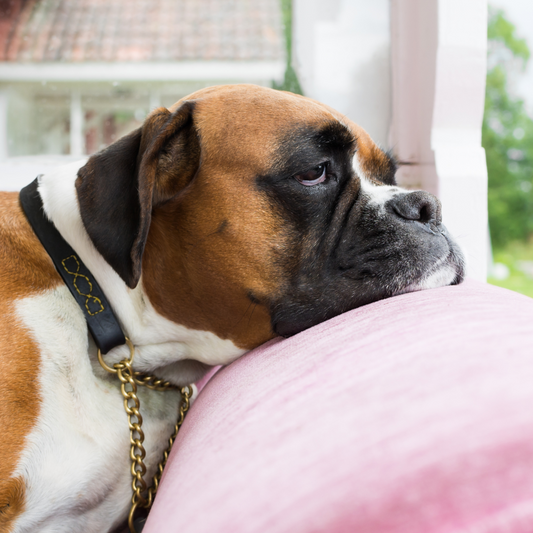 Is your dog bored? 8 ways to provide mental enrichment for your dog