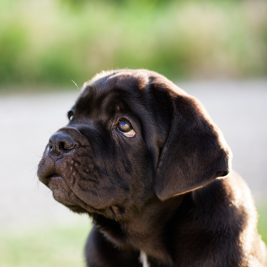 Exploring the 19 Most Popular Dog Names in Italy