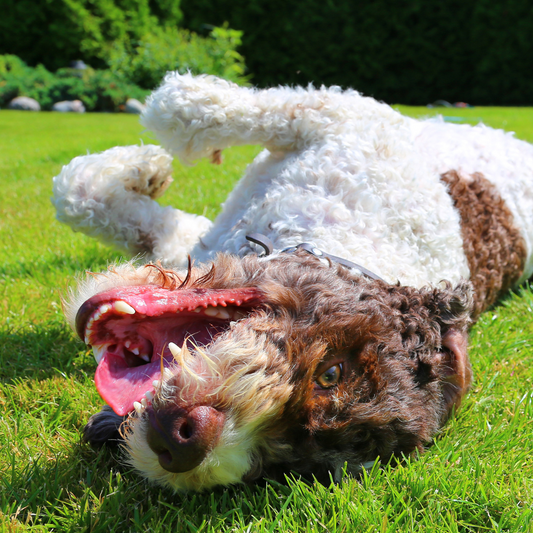 Interactive Dog Toys