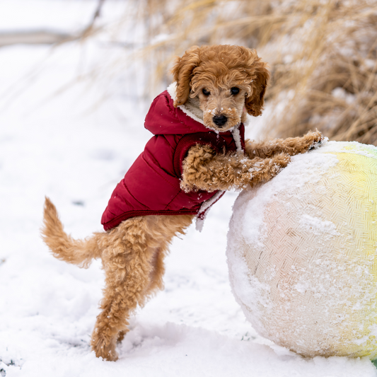 How cold is too cold for your dog