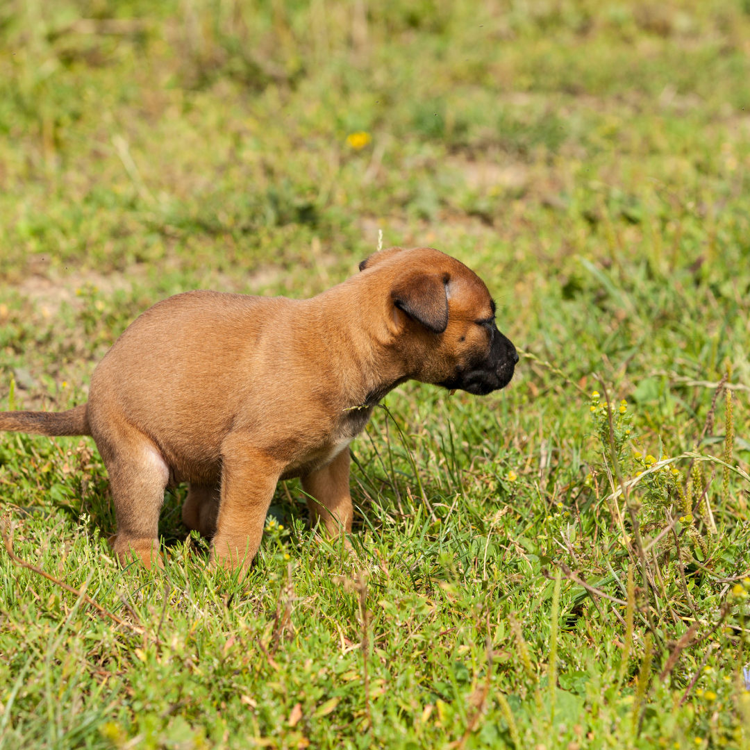 How often do puppies poop?