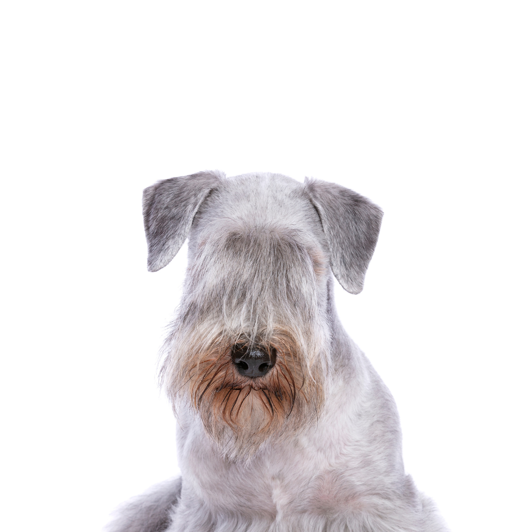 Guide to 10 Hypoallergenic Dog Breeds You've Never Heard Of