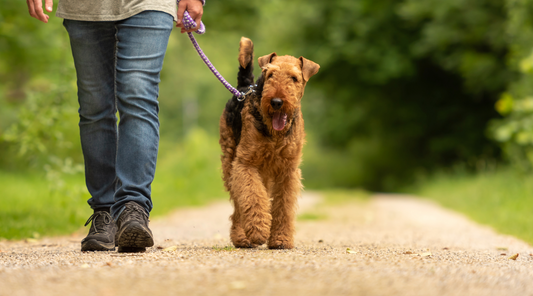 How to Walk Your Dog: Essential Tips, Mistakes to Avoid, and Gear Recommendations