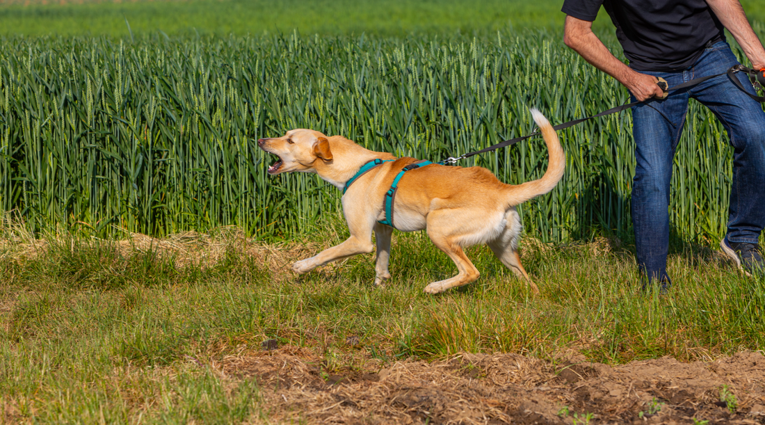 How to Manage Leash Reactivity in Dogs: Expert Tips and Training Solutions