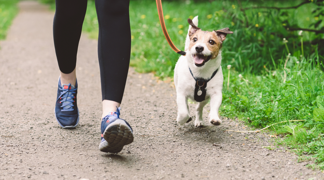 How to Train Your Dog for Loose Leash Walking: Tips, Techniques, and Best Gear