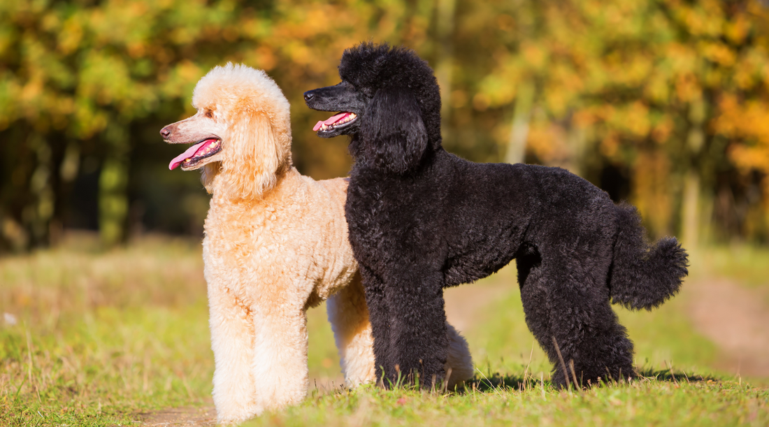 Everything You Need to Know About Poodles: Types, History, Care, Health & Training