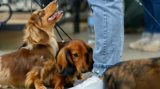 Long Haired Dachshund: Care, Temperament, Breeders & More