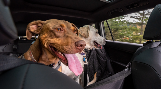 Dog Seat Extender: Car Safety, Benefits, Reviews & Buying Guide