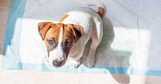 Acing Housetraining: What It Really Takes to Potty Train Your Puppy