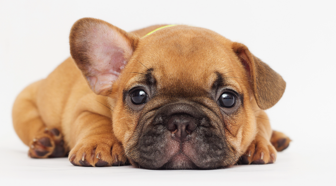 How Much Does a Puppy Cost in the First Year? Full Breakdown of Expenses