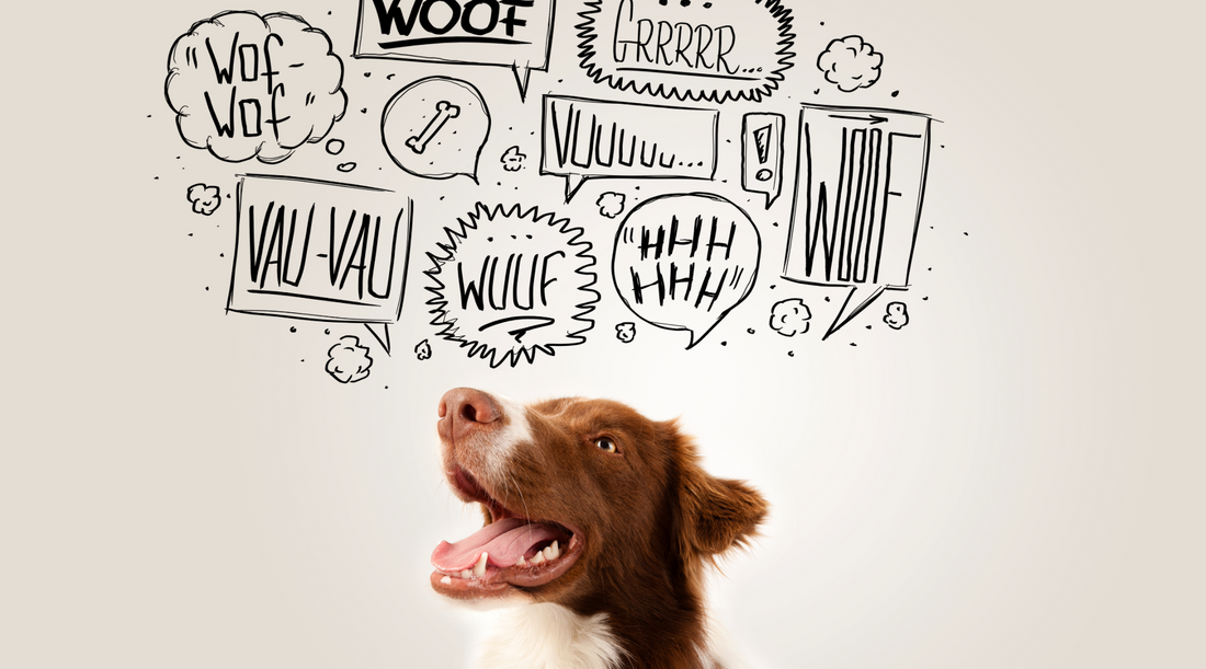 The 10 Most Vocal Dog Breeds: Which Dogs Bark the Most?