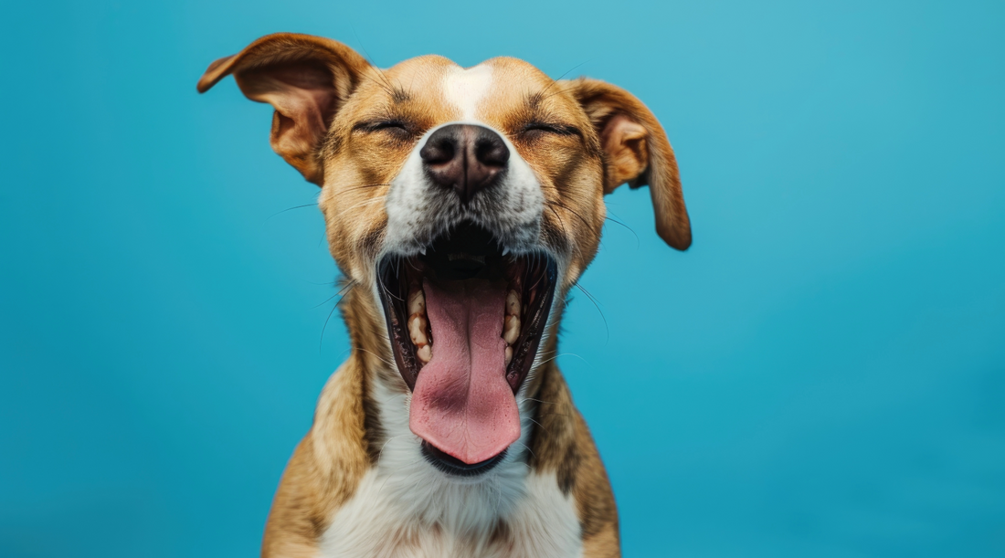 Why Do Dogs Sneeze? Causes, Symptoms, and When to See a Vet