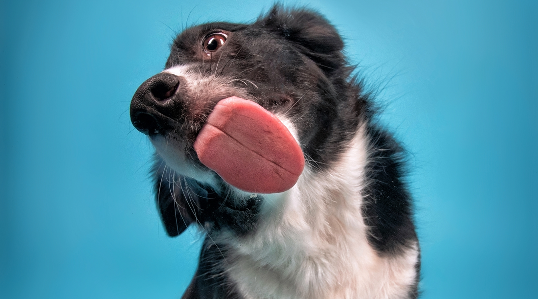 Why Do Dogs Lick You? Common Reasons and What It Means