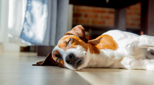 Why Is My Dog Sleeping So Much? Causes and What to Do About It