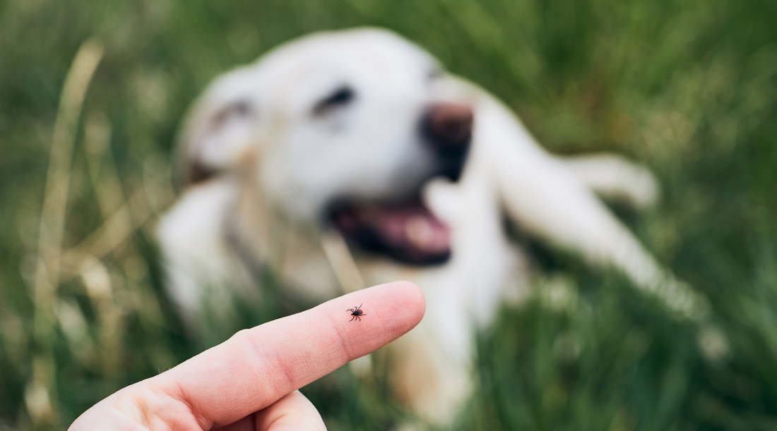 The Ultimate Guide to Dogs and Ticks: Types, Risks, and Prevention Tips