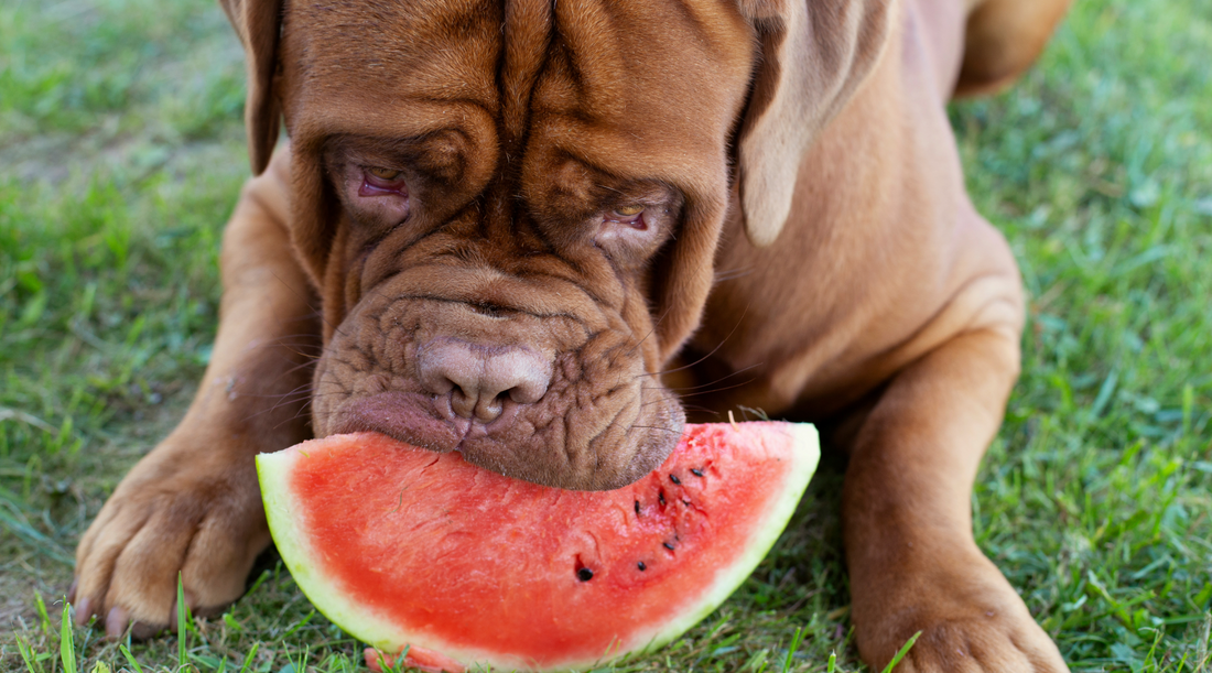 Can My Dog Eat Watermelon? Benefits, Risks, and Serving Tips