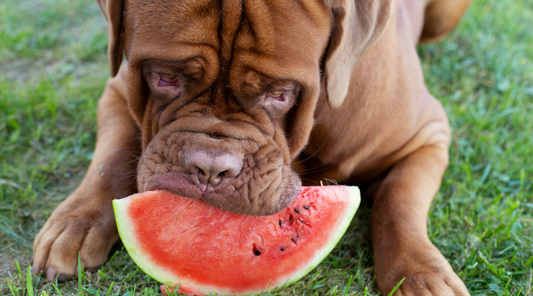 Can My Dog Eat Watermelon? Benefits, Risks, and Serving Tips