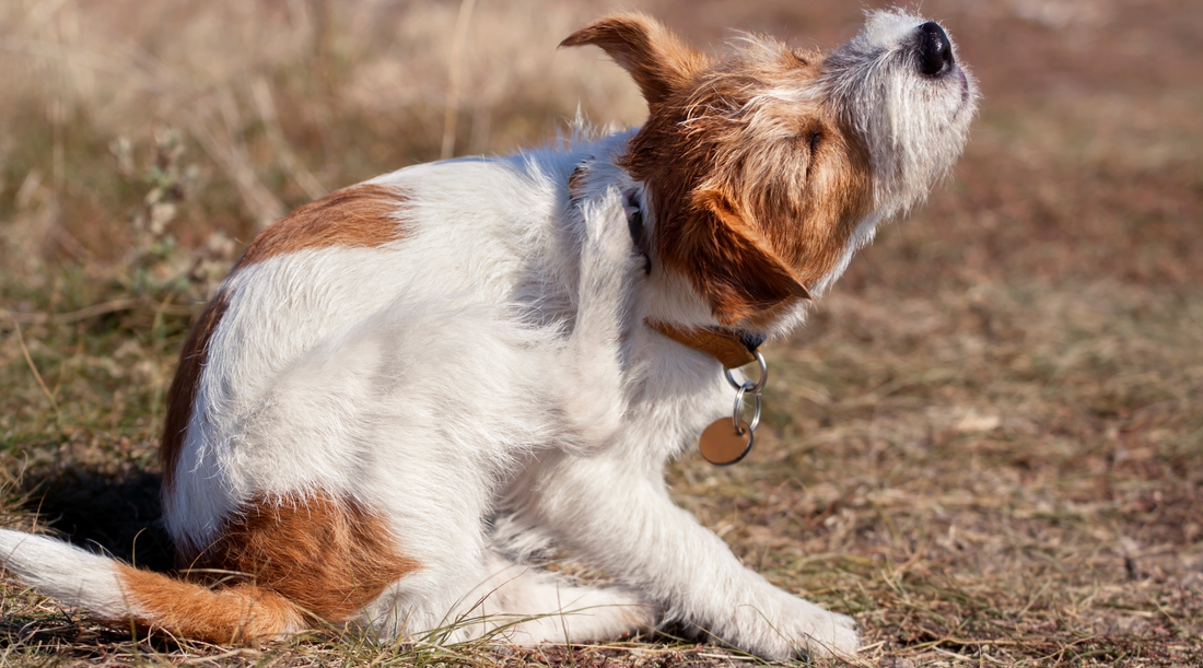 Can Dog Fleas Live on Humans? Answering Common Flea Questions and Myths