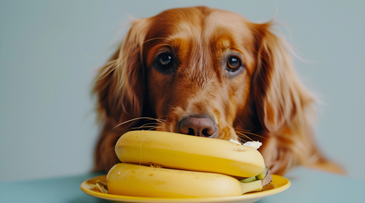 Can My Dog Eat Bananas? Health Benefits, Risks, and Serving Tips