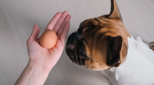 Can My Dog Eat Eggs? Health Benefits, Risks, and Serving Tips for Dogs