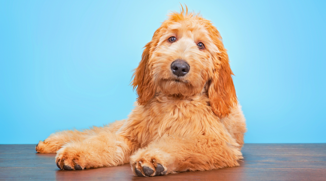 The Ultimate Guide to Hypoallergenic Dog Breeds: Top 38 Breeds and How to Choose the Right One