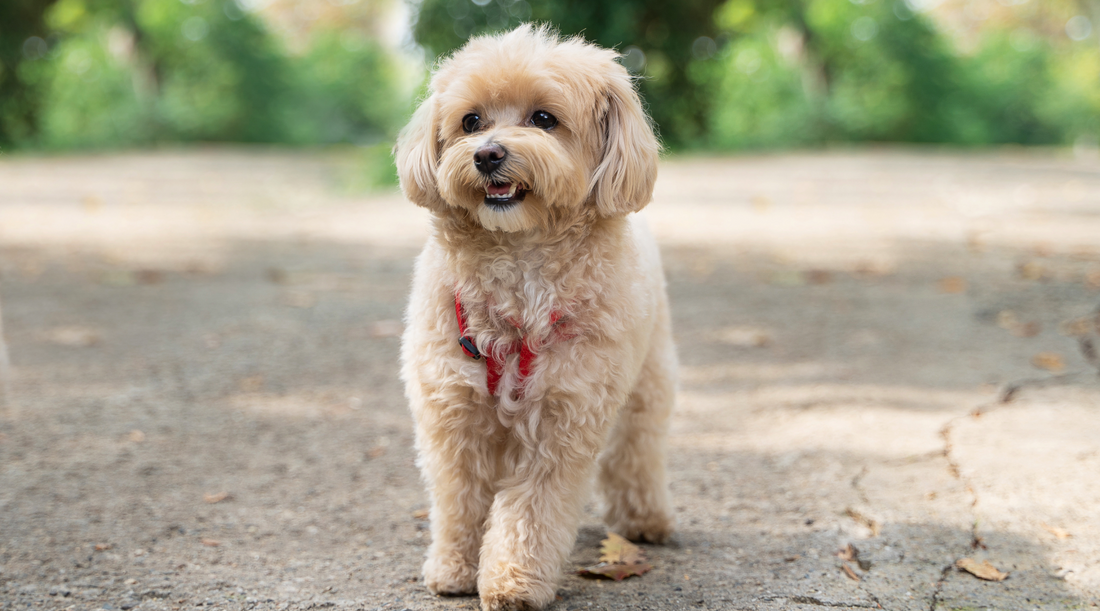 Are Maltipoos Hypoallergenic? Grooming Tips, Haircuts, and Care Guide