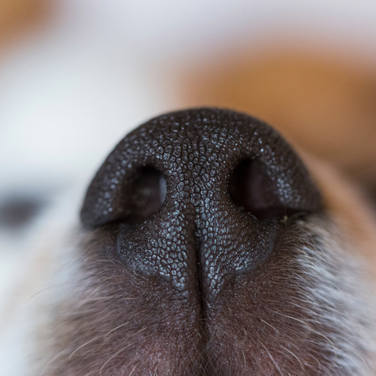 The Importance of Letting Dogs Sniff: How Engaging Their Sense of Smell Promotes Wellbeing