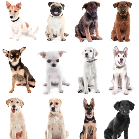 The Comprehensive Guide to Dog Breeds: Finding the Perfect Canine Companion for Your Family