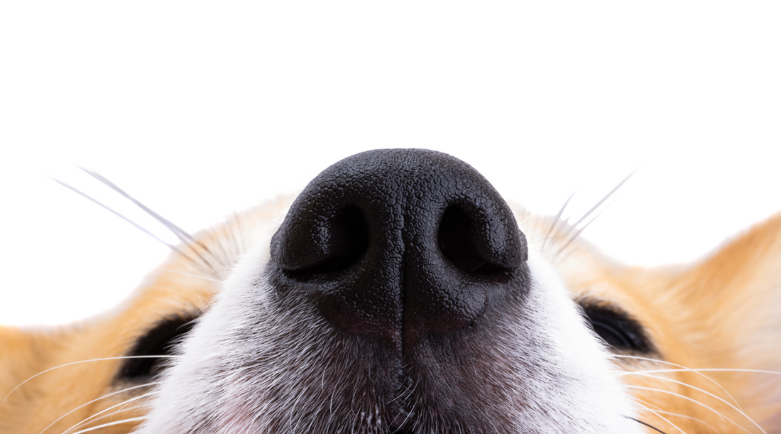 10 Amazing Things Dogs Can Do with Their Sense of Smell