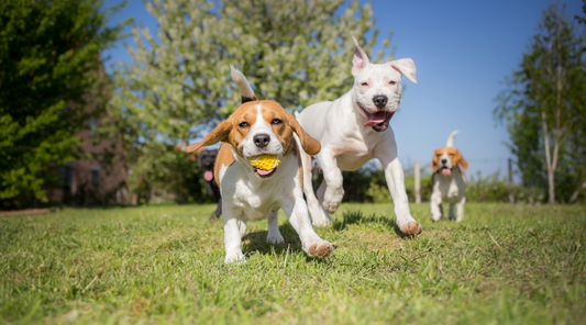 Top Dog Parks in Every State