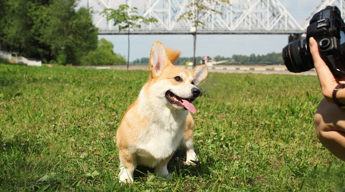 How to Take Stunning Family Holiday Photos with Your Dog: Expert Tips & Tricks