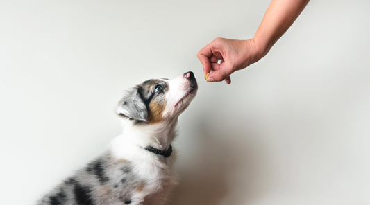 Puppy Training - Socialization