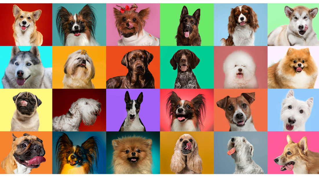 The Comprehensive Guide to Dog Breeds: Finding the Perfect Canine Companion for Your Family