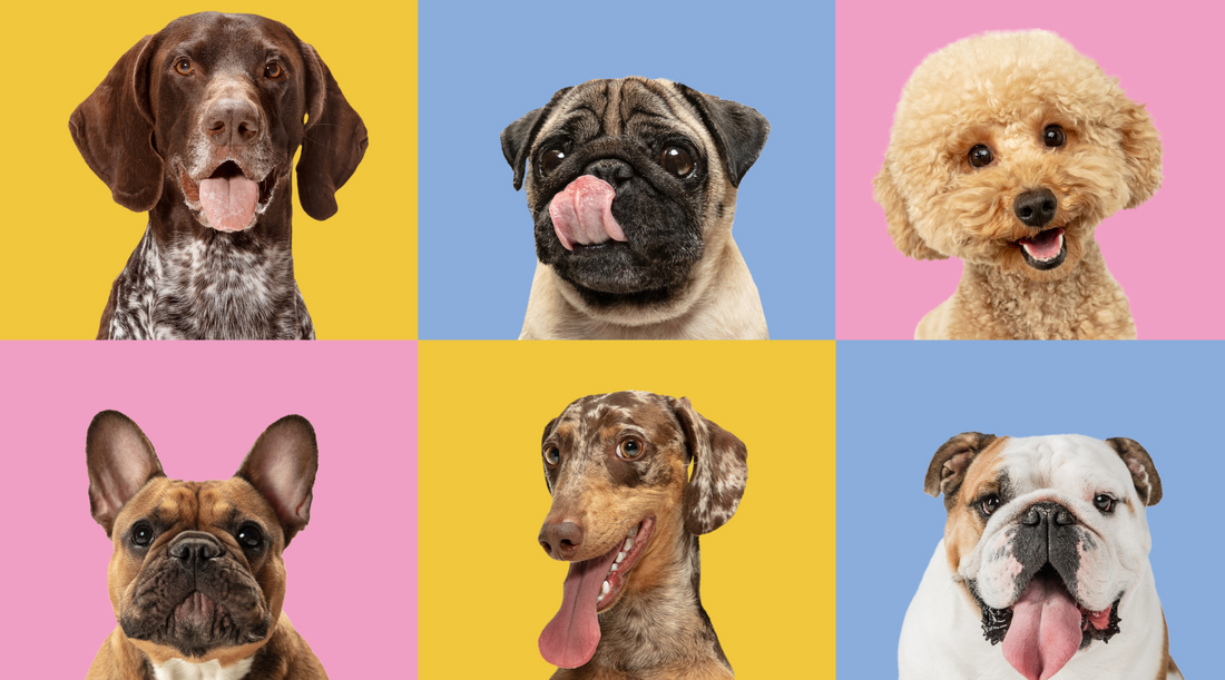 The Ultimate Guide to the Top 100 Dog Breeds: Their Best and Worst Traits