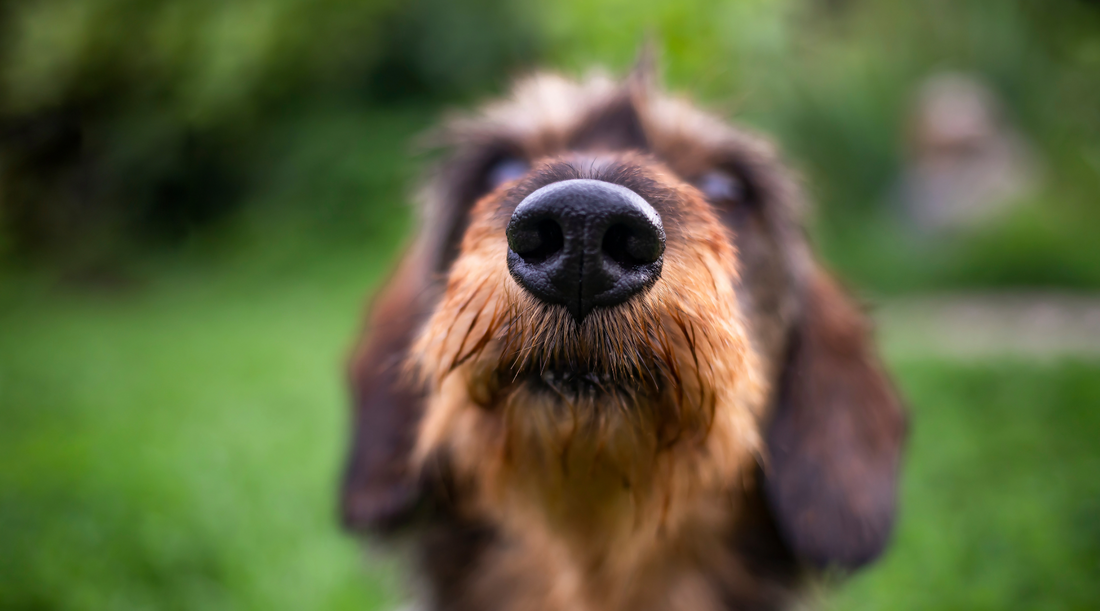 Why Do Dogs Love to Smell Everything? Insights on Your Dog’s Super-Sense