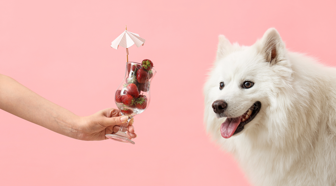 Can a Dog Eat a Strawberry? A Complete Guide for Pet Parents