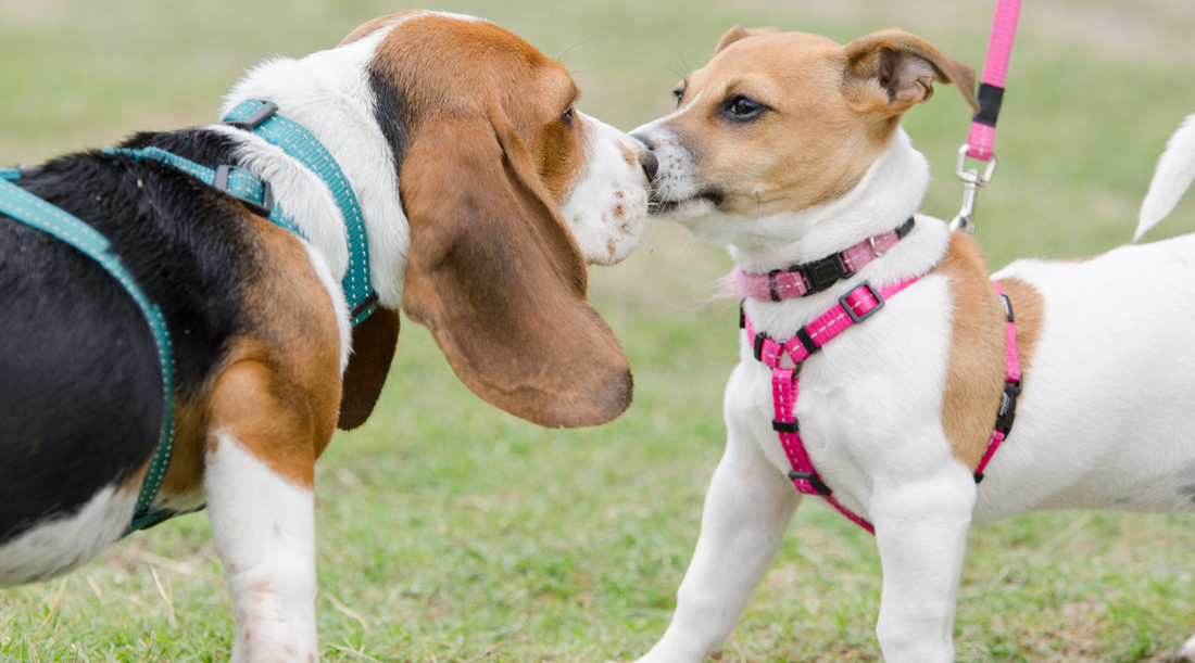 How to Properly Introduce Dogs: Tips and Troubleshooting for a Smooth Meet-and-Greet