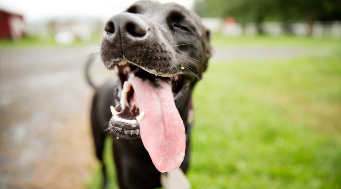 Why Do Dogs Pant? Understanding the Causes and What It Means for Your Dog’s Health