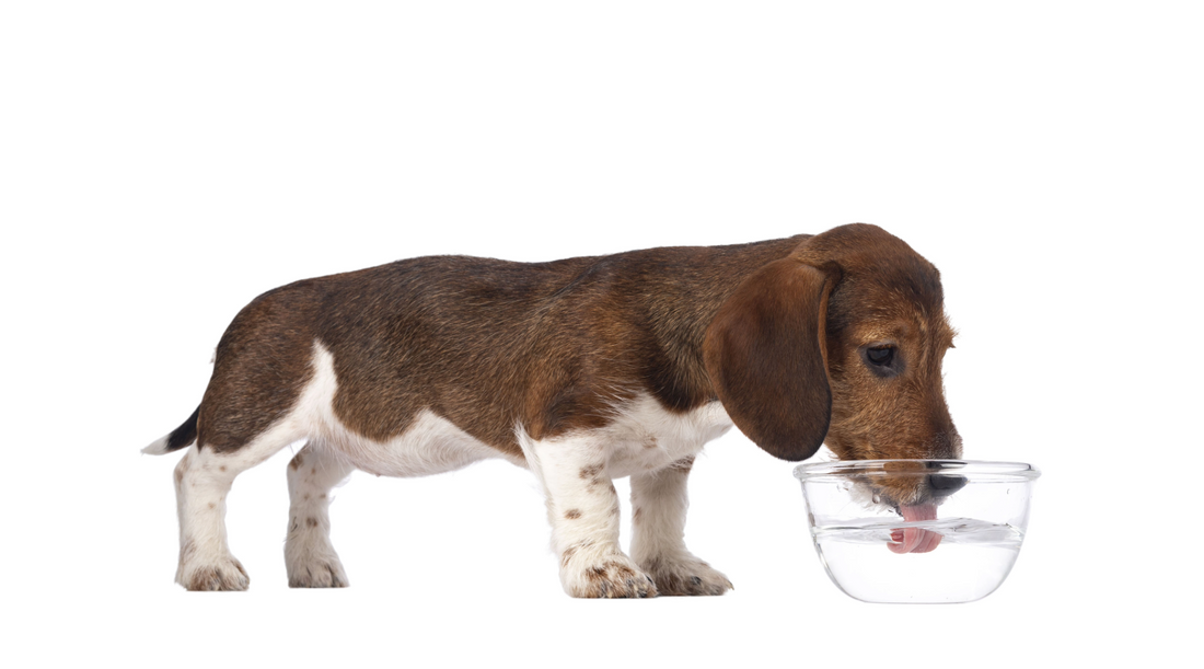 Normal Water Consumption for Puppies and Adult Dogs: What to Know