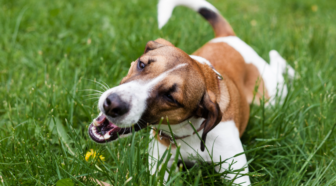 Why Do Dogs Eat Grass? Top 10 Questions Answered About This Behavior