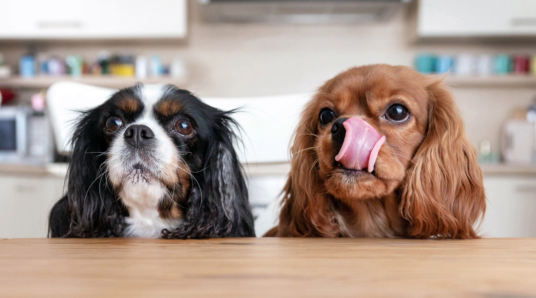 Can My Dog Eat That? Top 12 Dog Food Safety Questions Answered