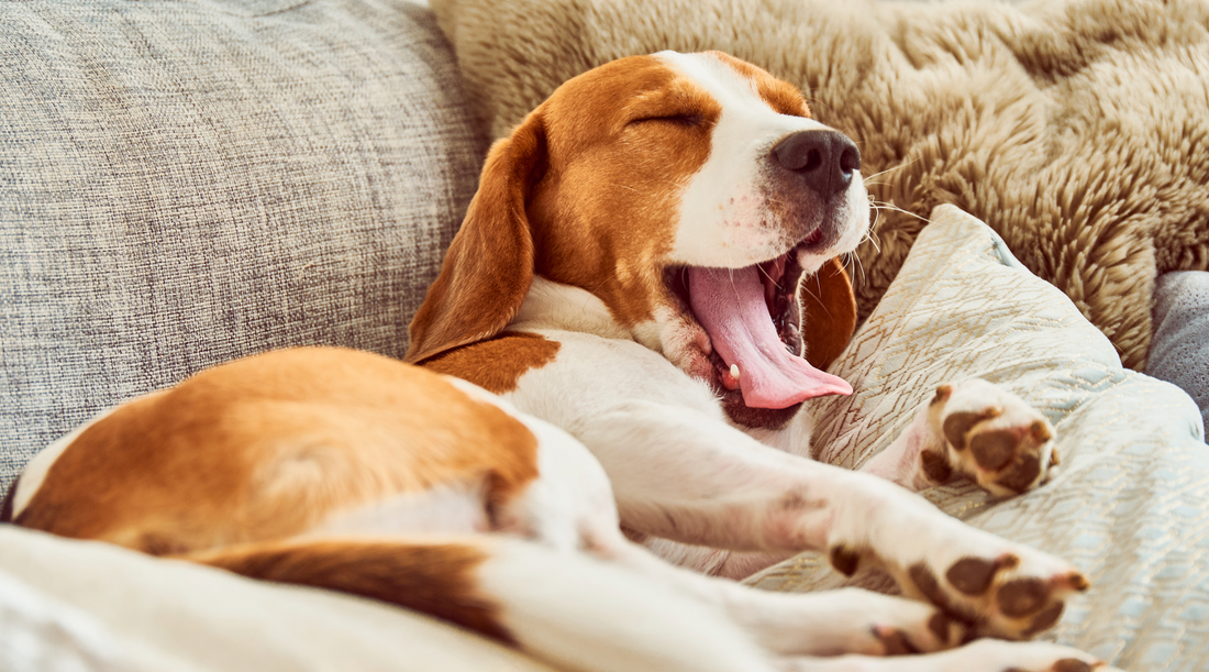 Why Do Dogs Dig on Beds and Couches? Understand the Behavior and How to Prevent It