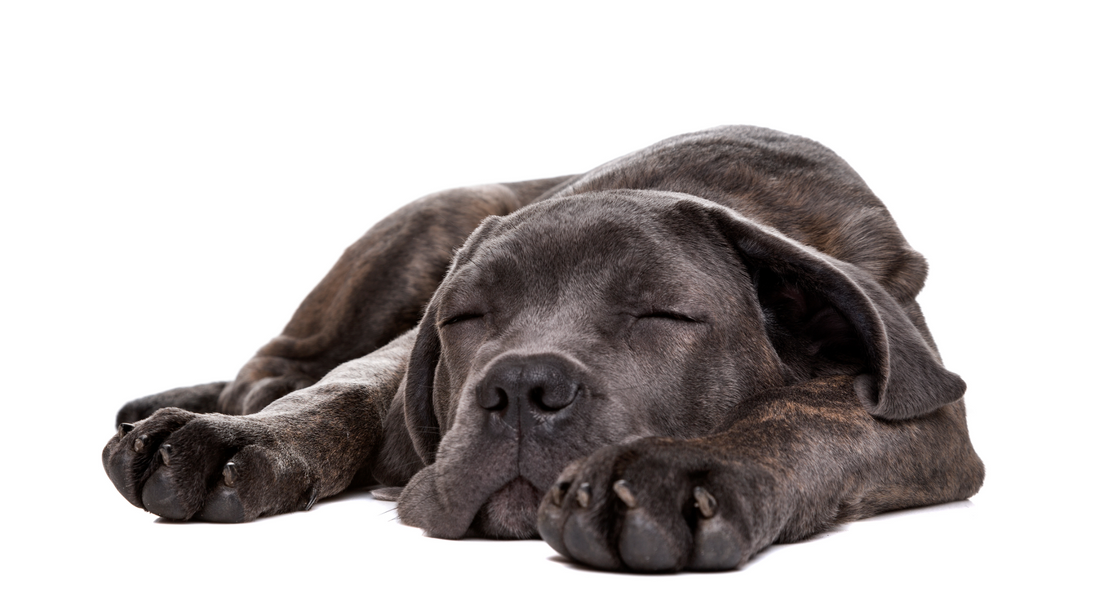 6 Fun Ways to Tire Out Your Dog: Engaging Activities to Burn Energy