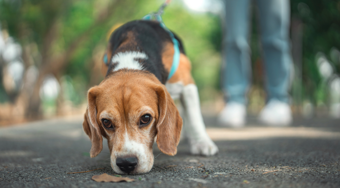 Why Hide and Seek is the Best Mental Stimulation Game for Your Dog