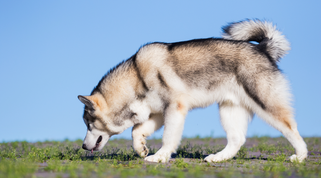 How to Use Scent Trails in Hide and Seek to Challenge Your Dog