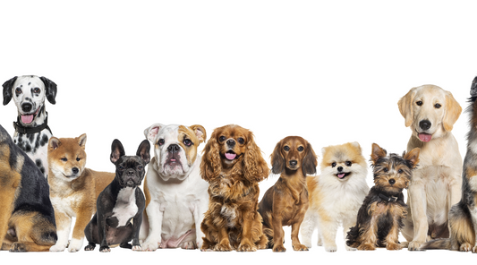 Top 20 Dog Breeds and the Statistical Likelihood of Health Issues